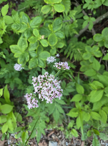 Korea's Famous Hambaeksan Flower2