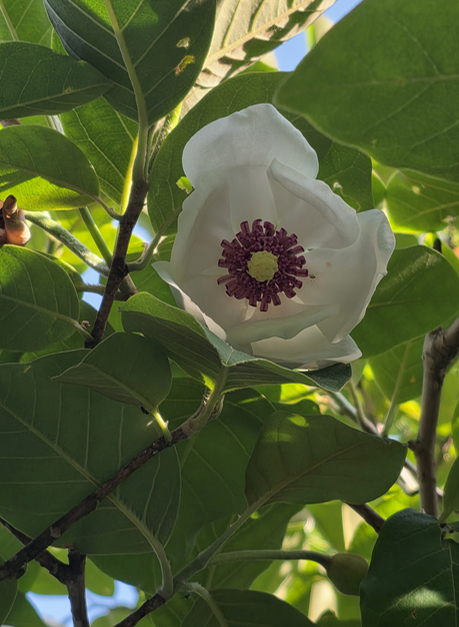 Korea's Famous Hambaeksan Flower