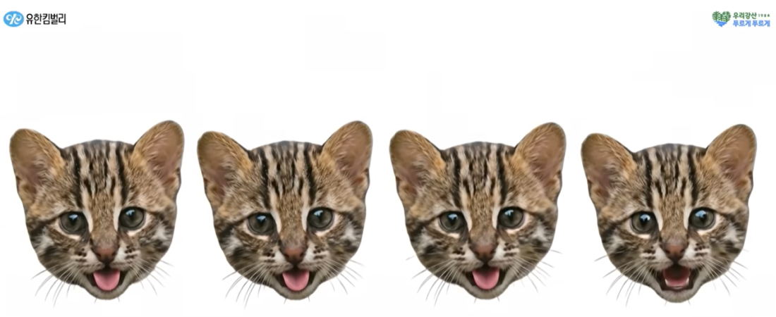 Have You Heard of Korea’s Wild Cat “Salk”? How It’s Different from a House Cat