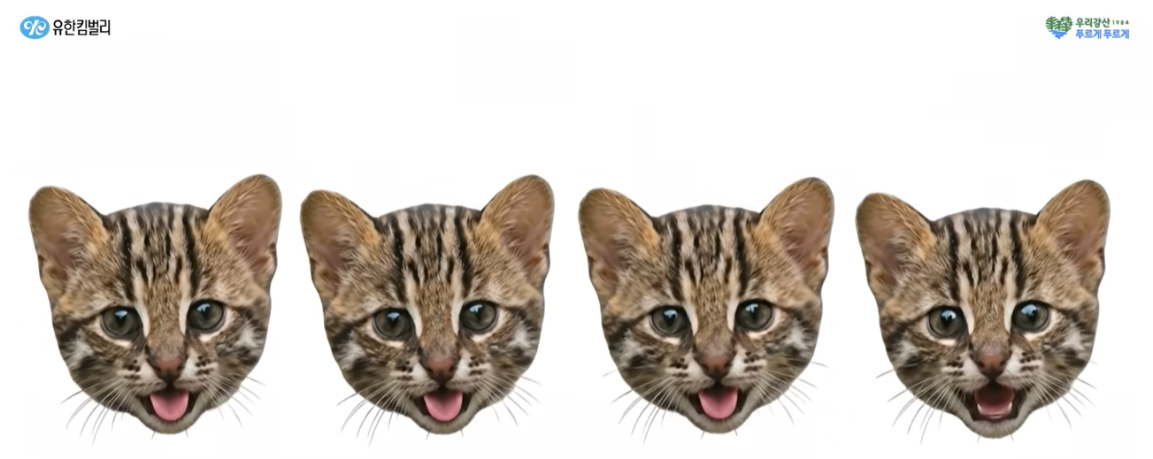 Have You Heard of Korea’s Wild Cat “Salk”? How It’s Different from a House Cat