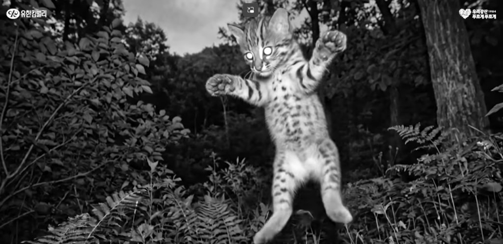 The image of a cute Korean wild cat wildcat captured in an advertisement about Yuhan Kimberly wildcat