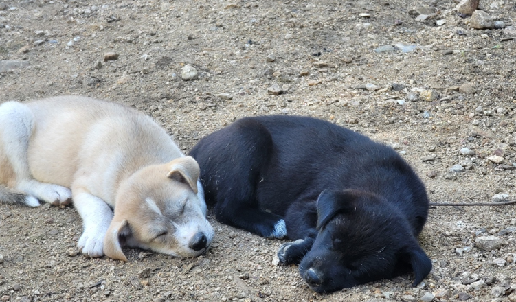 My dogs childhood appearance of Sigor mix Jindo mix