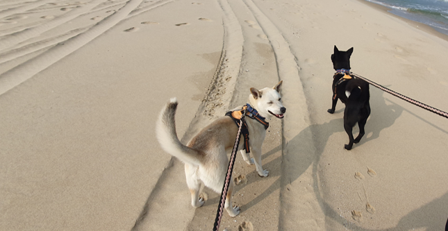 Jindo Mix Sigor mix Korean dog walking on the beach2