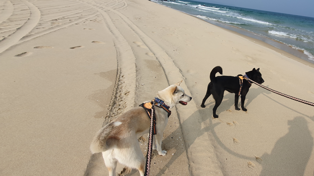 Jindo Mix Sigor mix Korean dog walking on the beach3